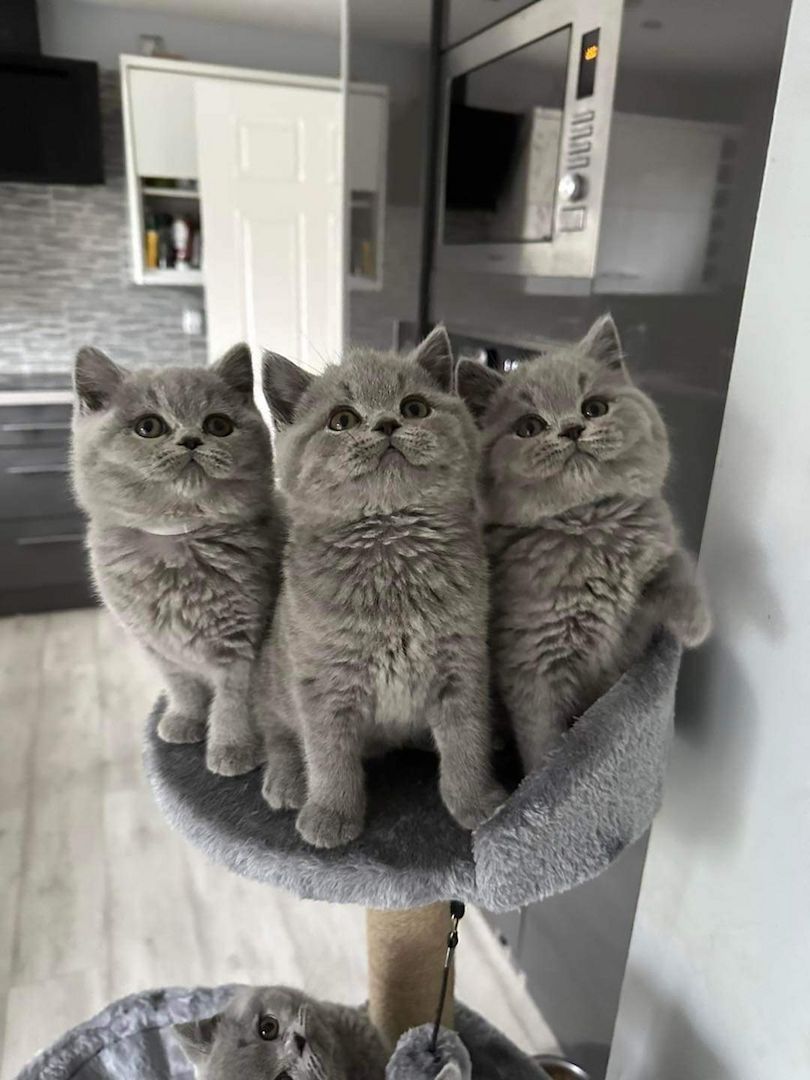 Britische Kurzhaar-Kätzchen zur Adoption