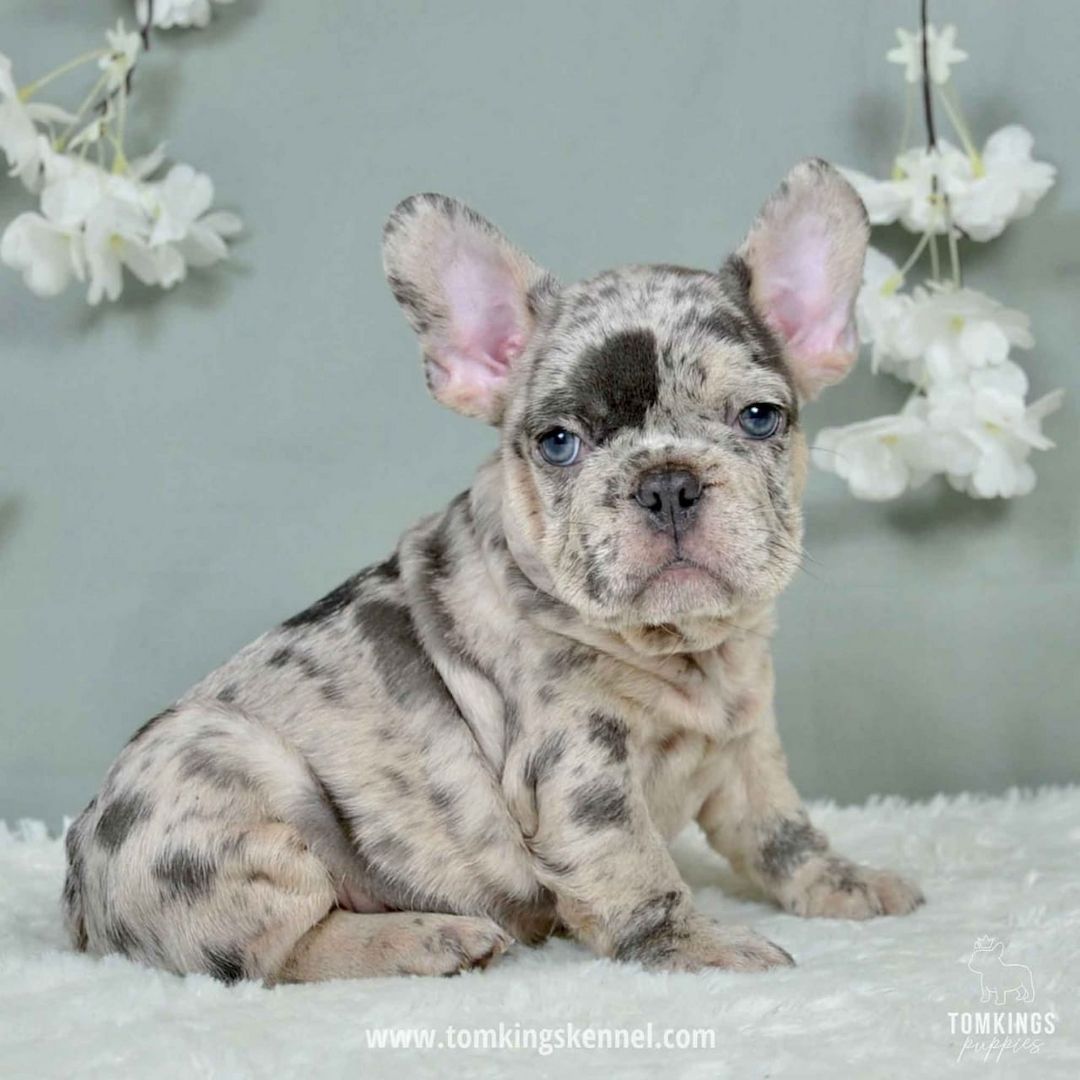 Französische Bulldoggenwelpen