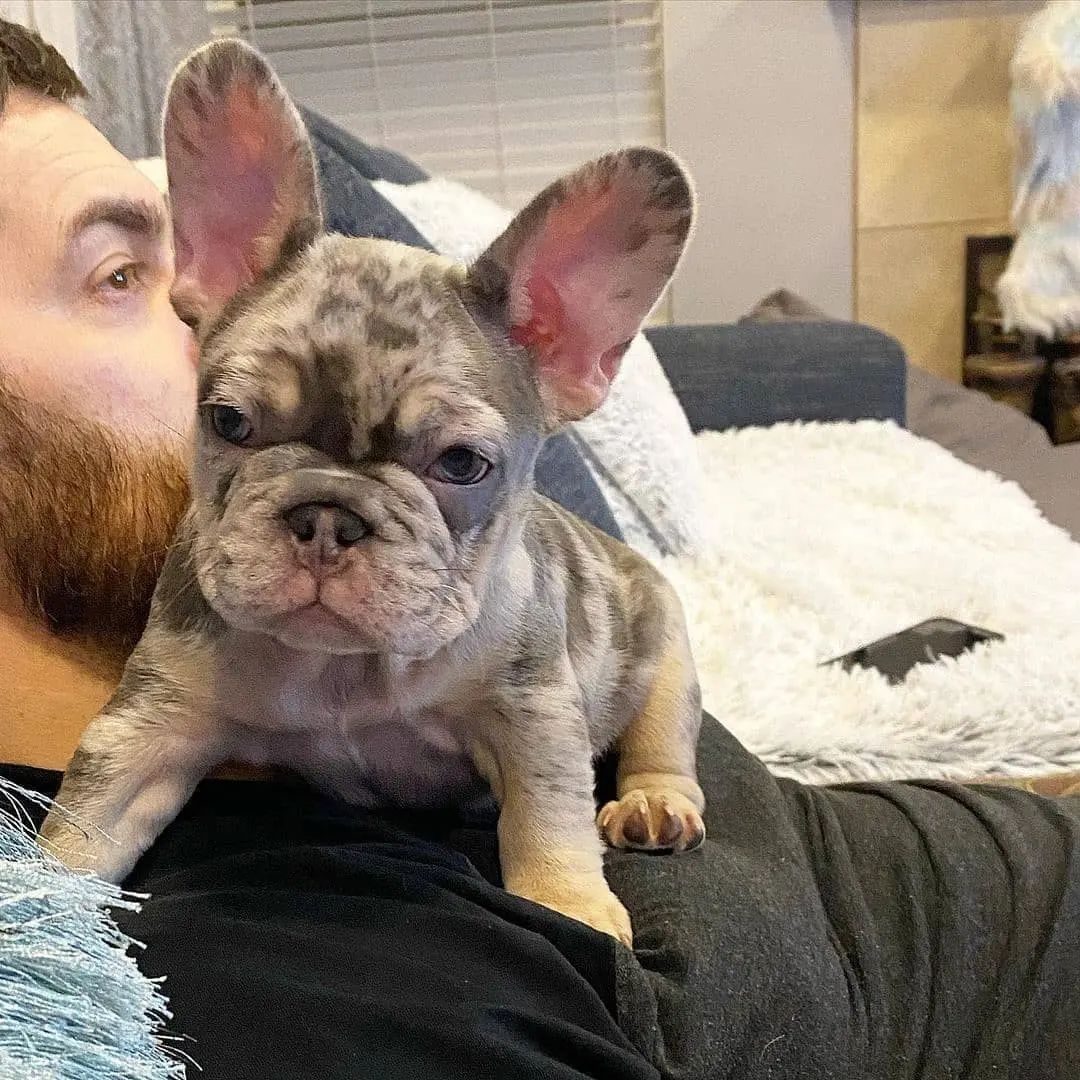 Französische Bulldoggenwelpen zur Adoption..