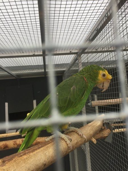 Afrikanische Graupapageien