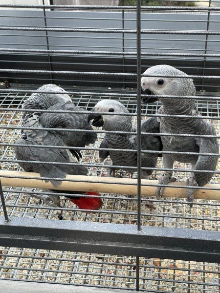 Afrikanische Graupapageien