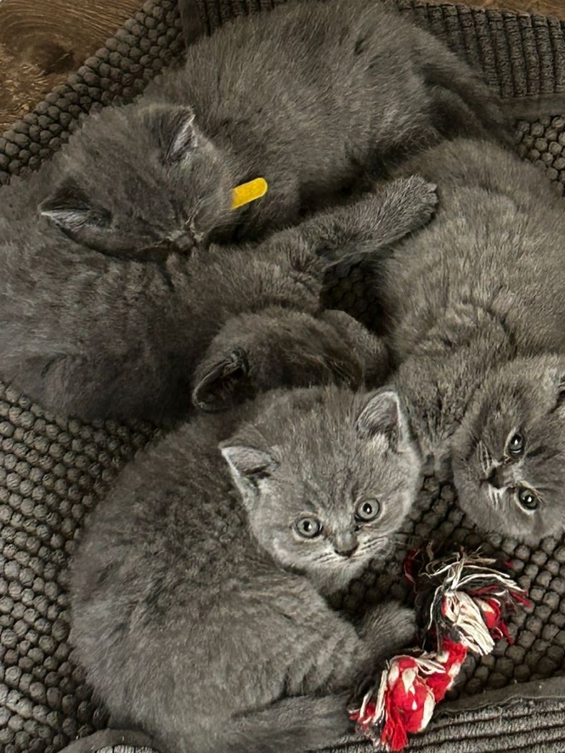 Cattery BHK Britisch Kurzhaar Kätzchen