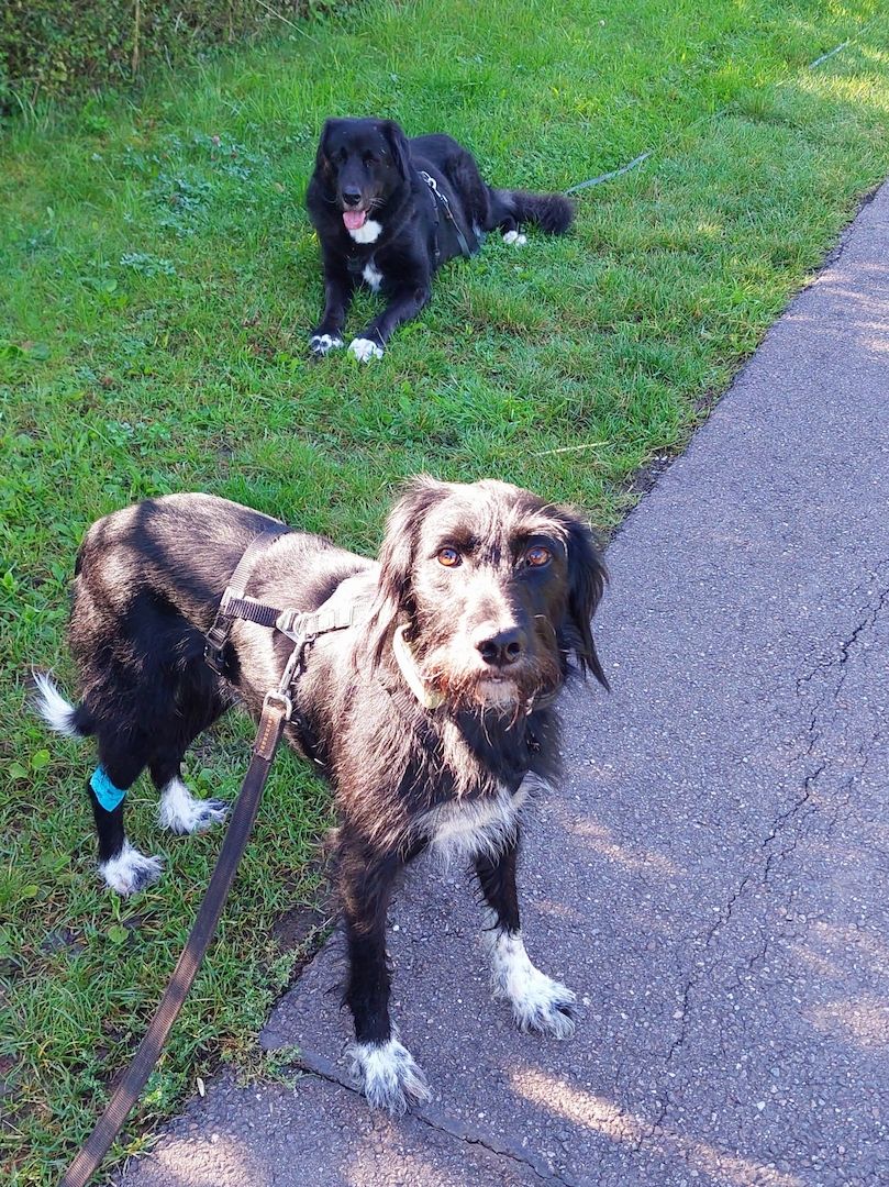 Elmo sensibler Begleiter sucht seinen Herzplatz