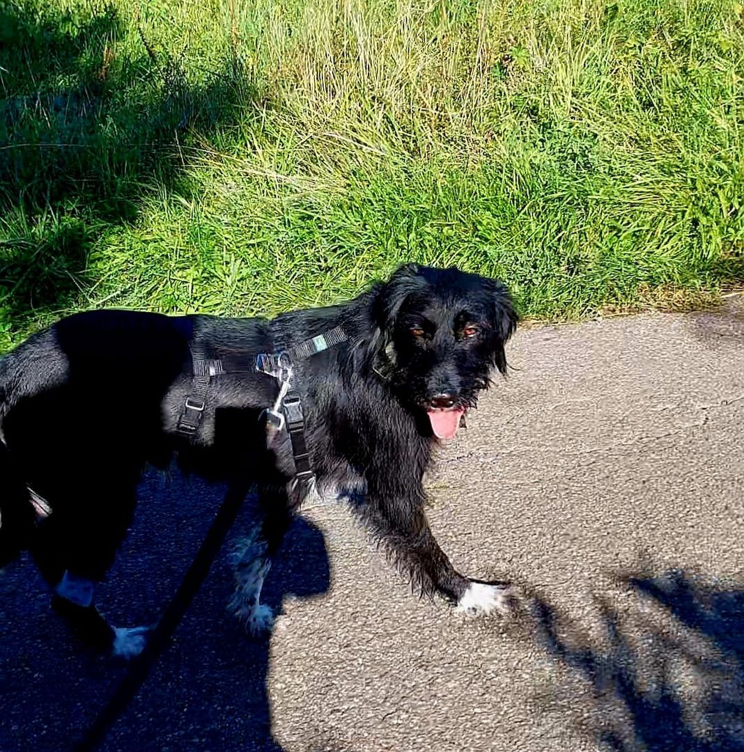 Elmo sensibler Begleiter sucht seinen Herzplatz