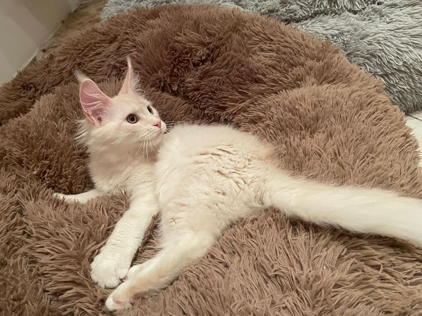 Maine Coon Kitten mit Stammbaum Shaded Linie