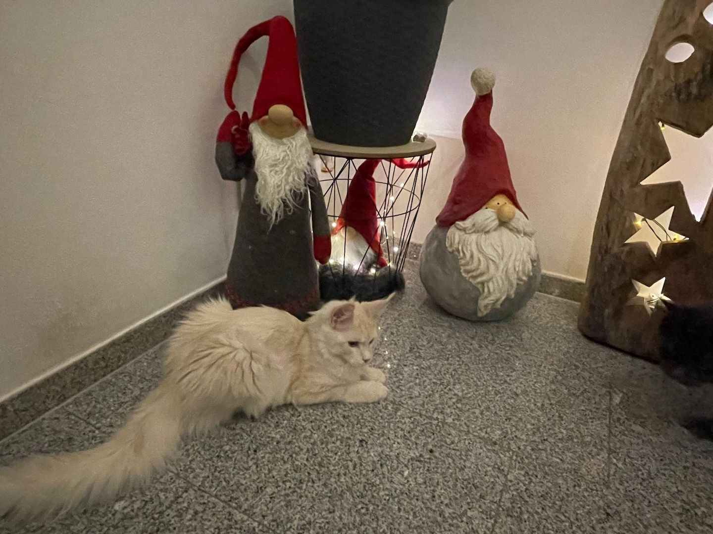 Maine Coon Kitten mit Stammbaum Shaded Linie