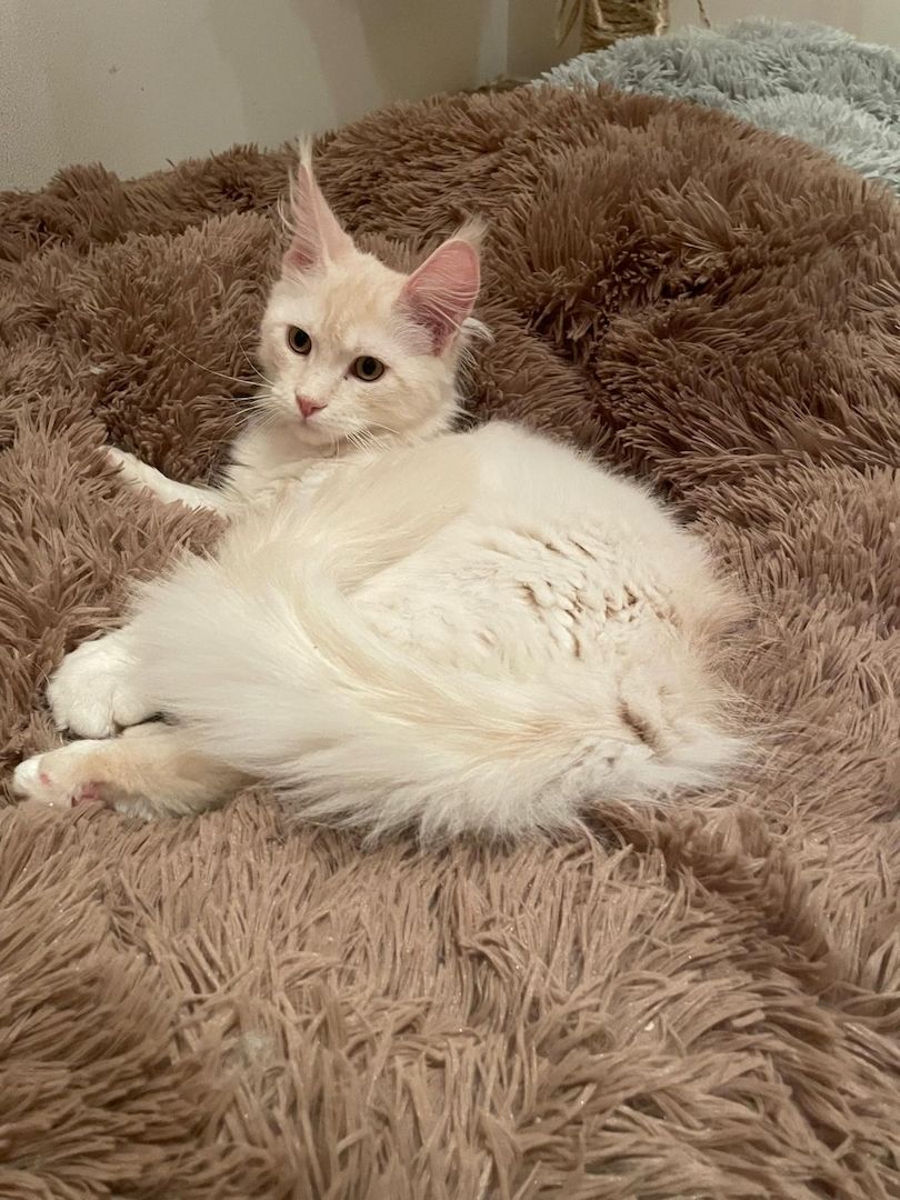 Maine Coon Kitten mit Stammbaum Shaded Linie