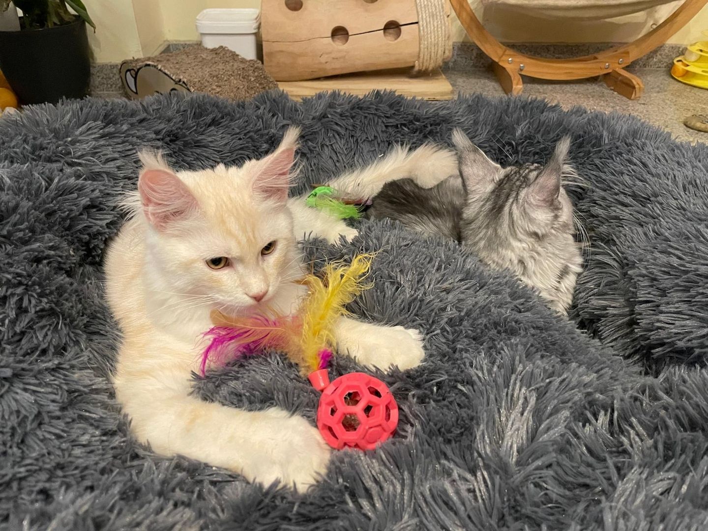 Maine Coon Kitten mit Stammbaum Shaded Linie