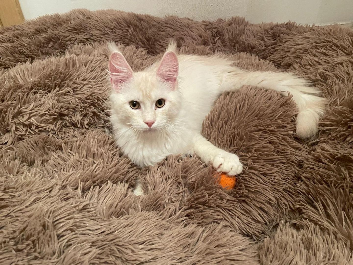 Maine Coon Kitten mit Stammbaum Shaded Linie