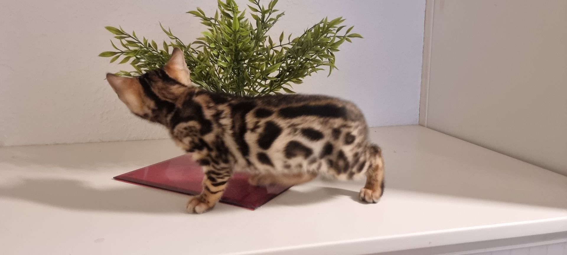 Bengalkitten