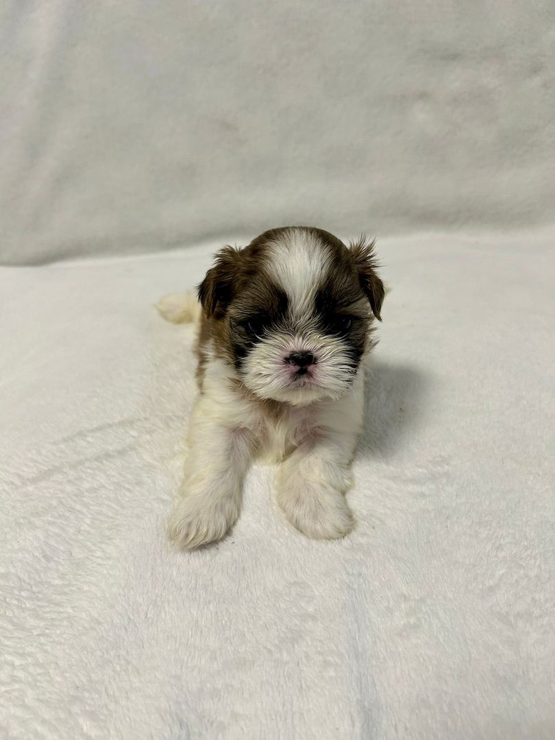 Shih Tzu Welpen