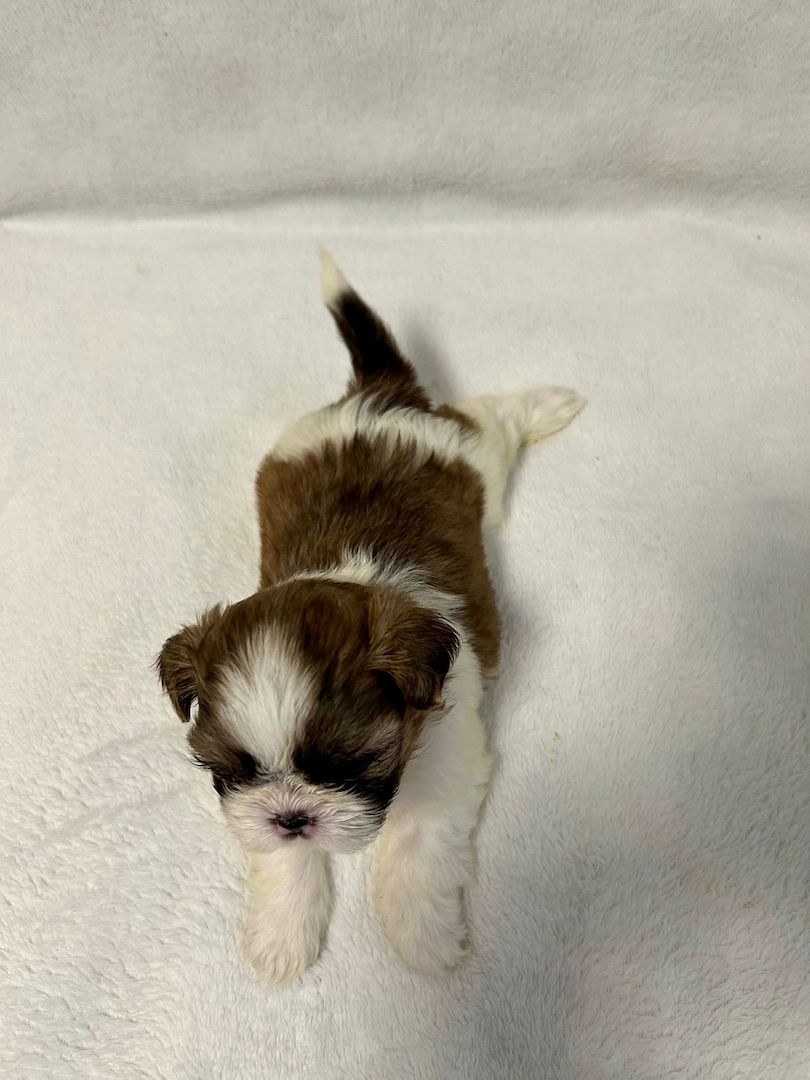 Shih Tzu Welpen