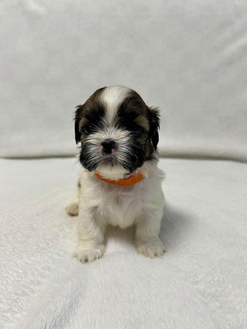 Shih Tzu Welpen