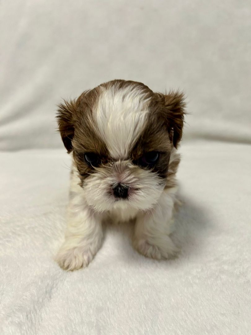 Shih Tzu Welpen