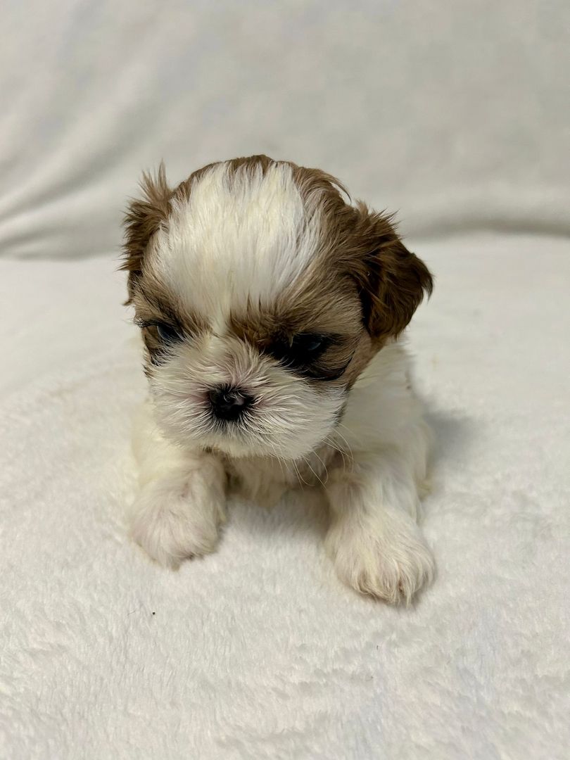 Shih Tzu Welpen