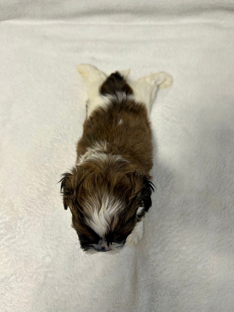 Shih Tzu Welpen