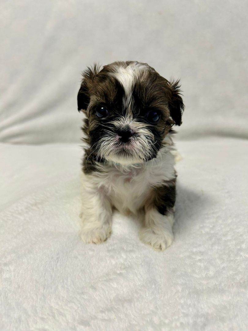 Shih Tzu Welpen