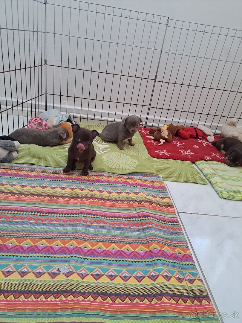 Chihuahua Welpen WhatsApp 