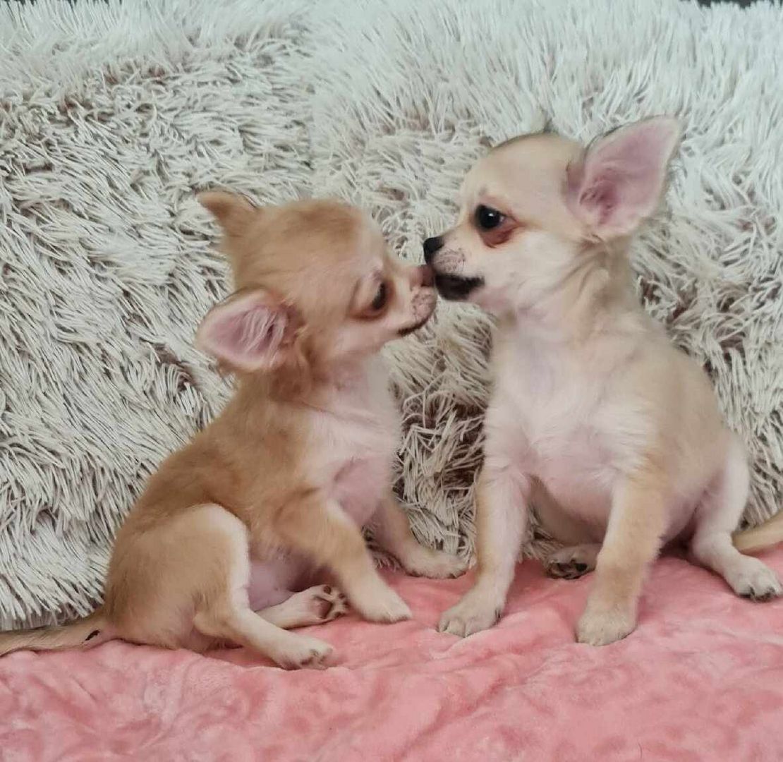 Chihuahua Welpen WhatsApp 