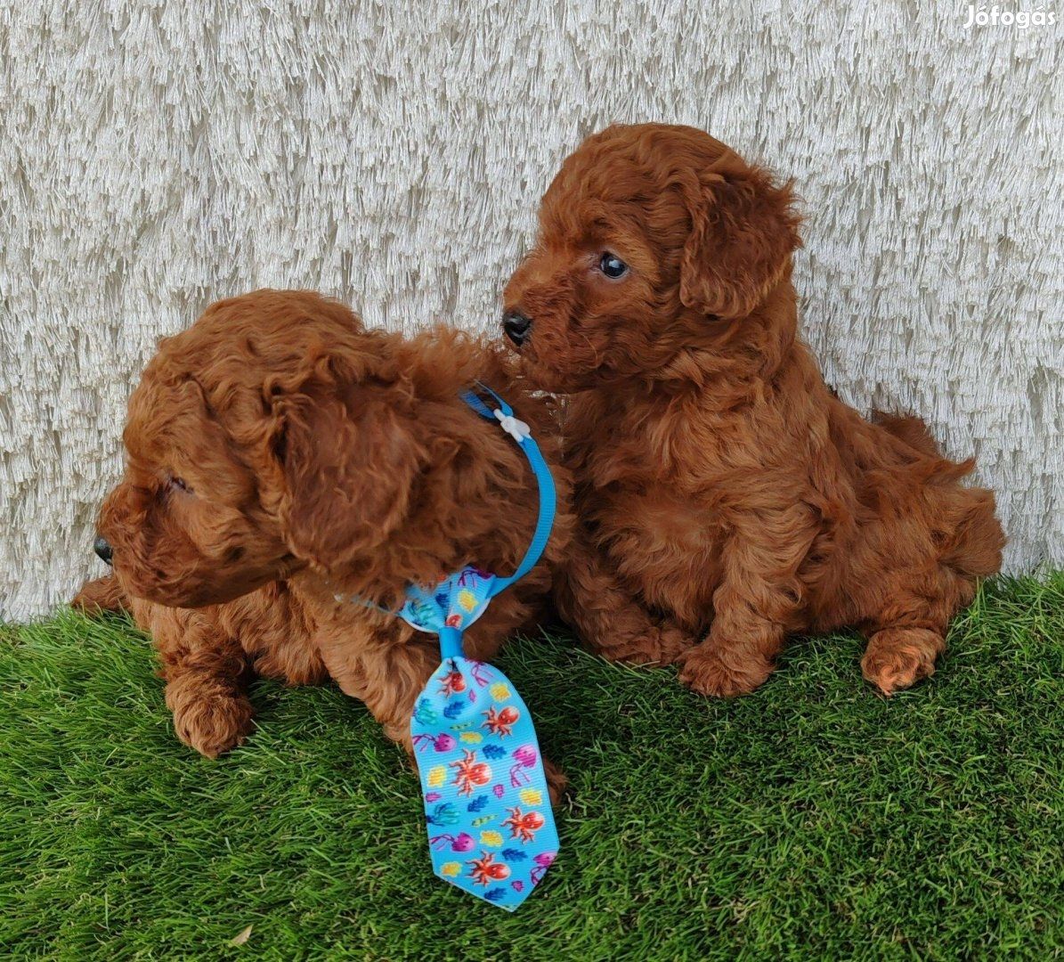 Schöne Zwergpudelwelpen für ein neues Zuhause