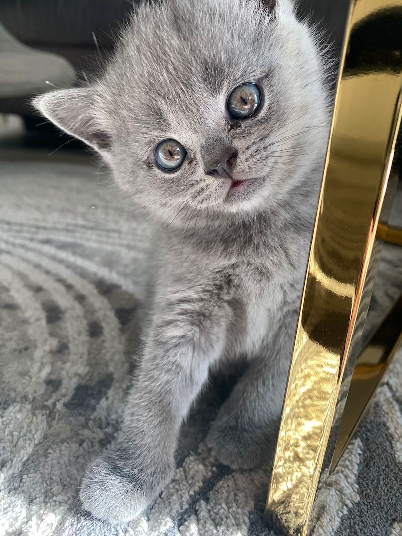Britisch Kurzhaar Kitten Reinrassig