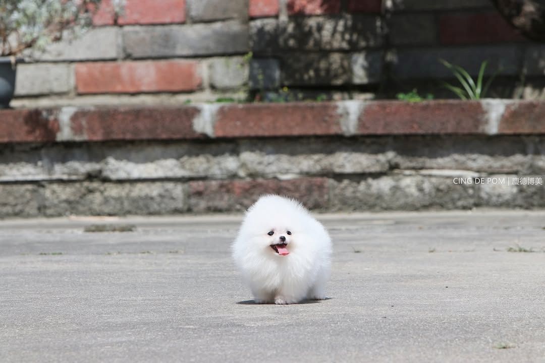 Pomeranian-Welpen