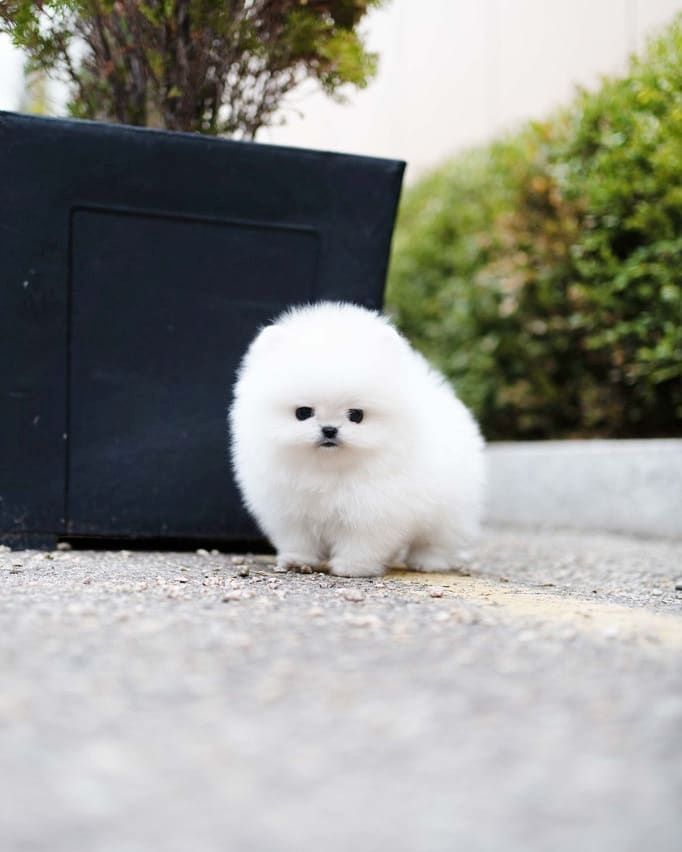 Pomeranian Spitz