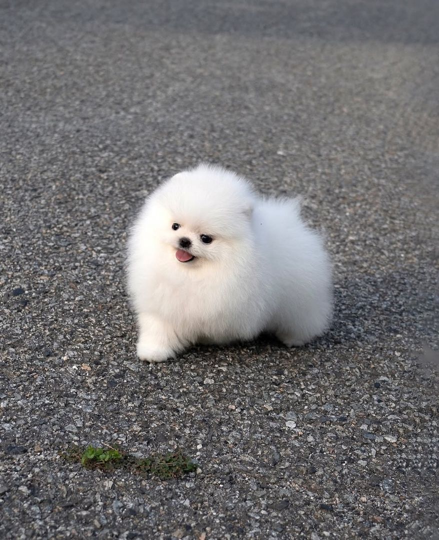 Zwei bezaubernde Pomeranian-Welpen
