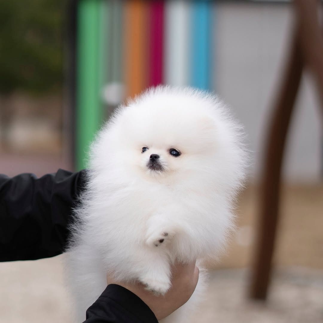 Zwei bezaubernde Pomeranian-Welpen