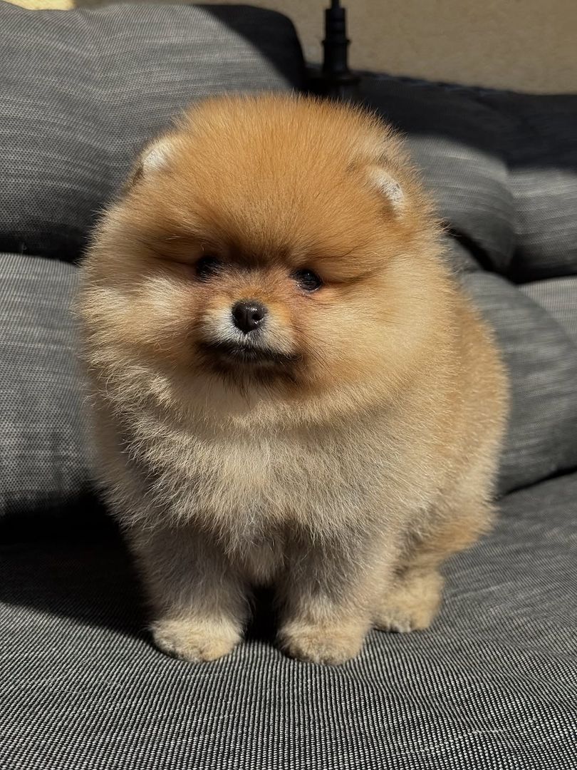 Pomeranian Spitz Welpen Boo