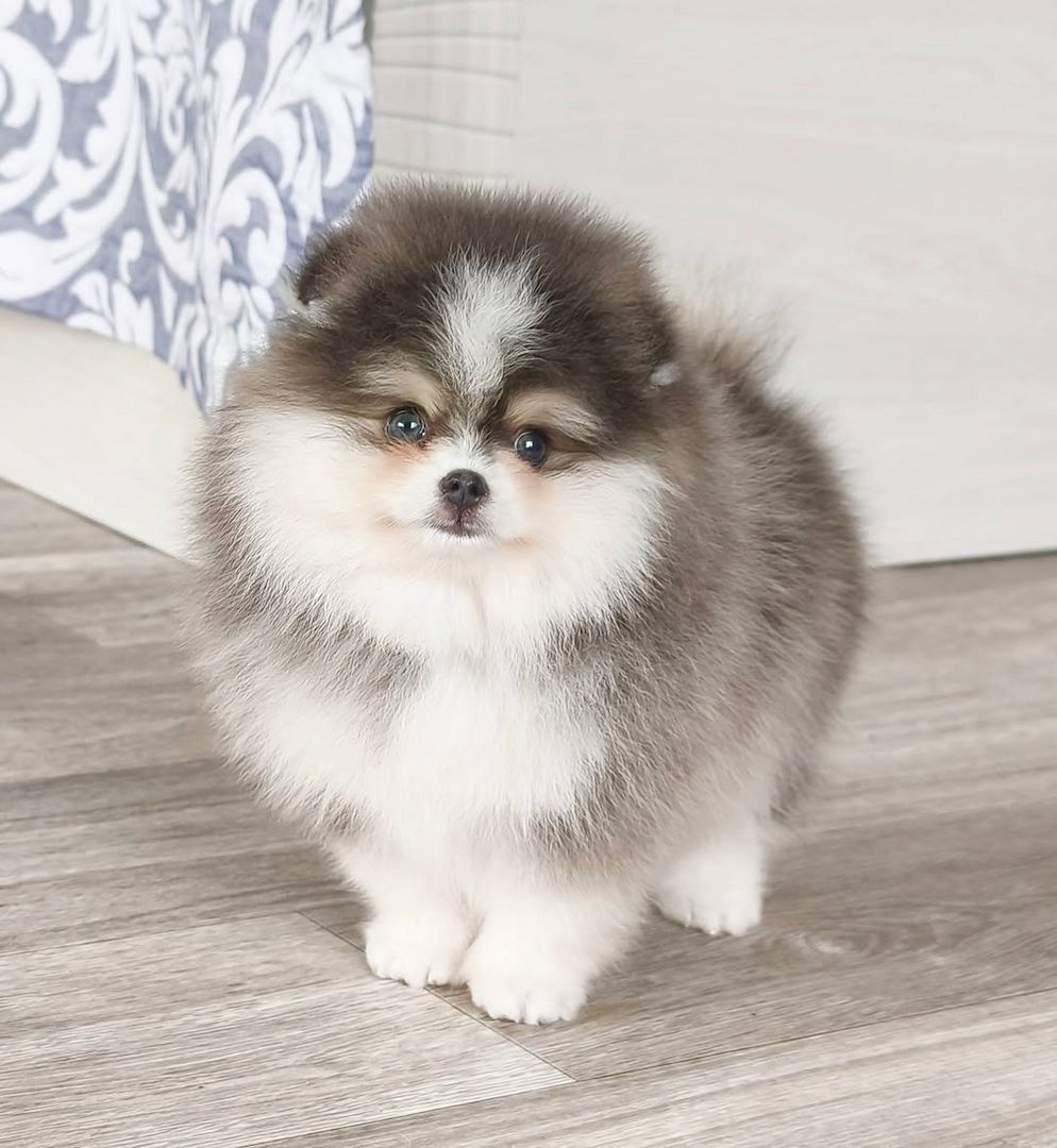 Hallo Pomeranian Welpen