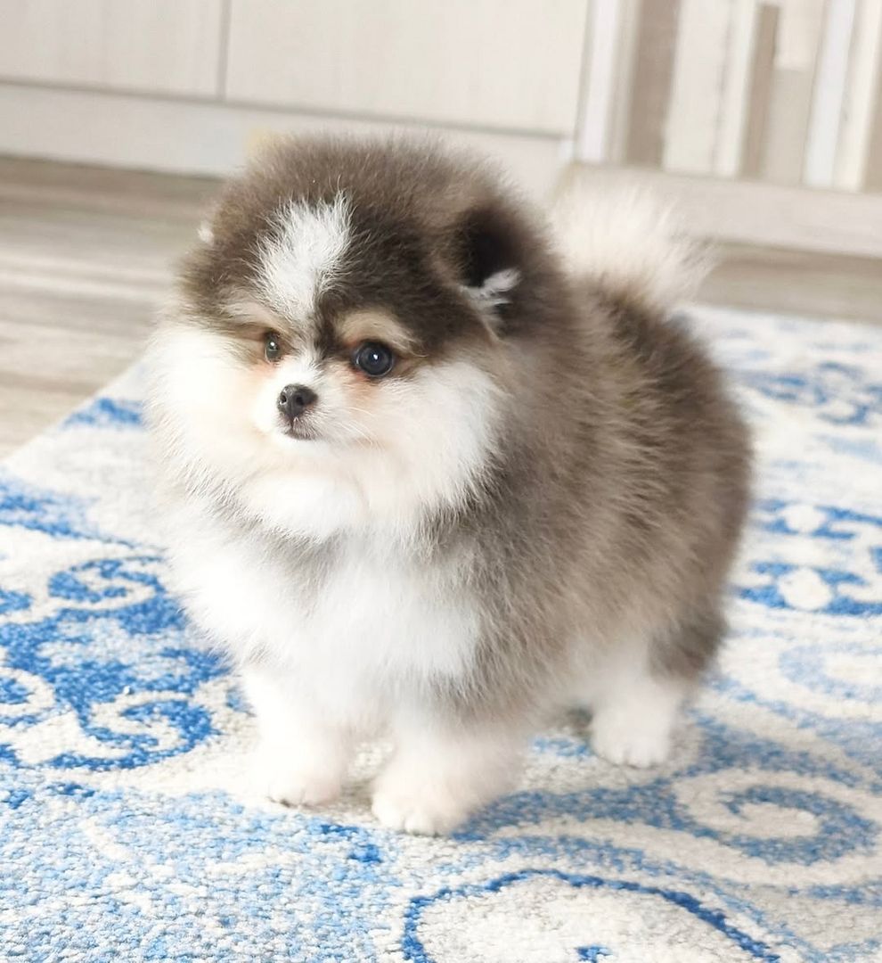 Hallo Pomeranian Welpen