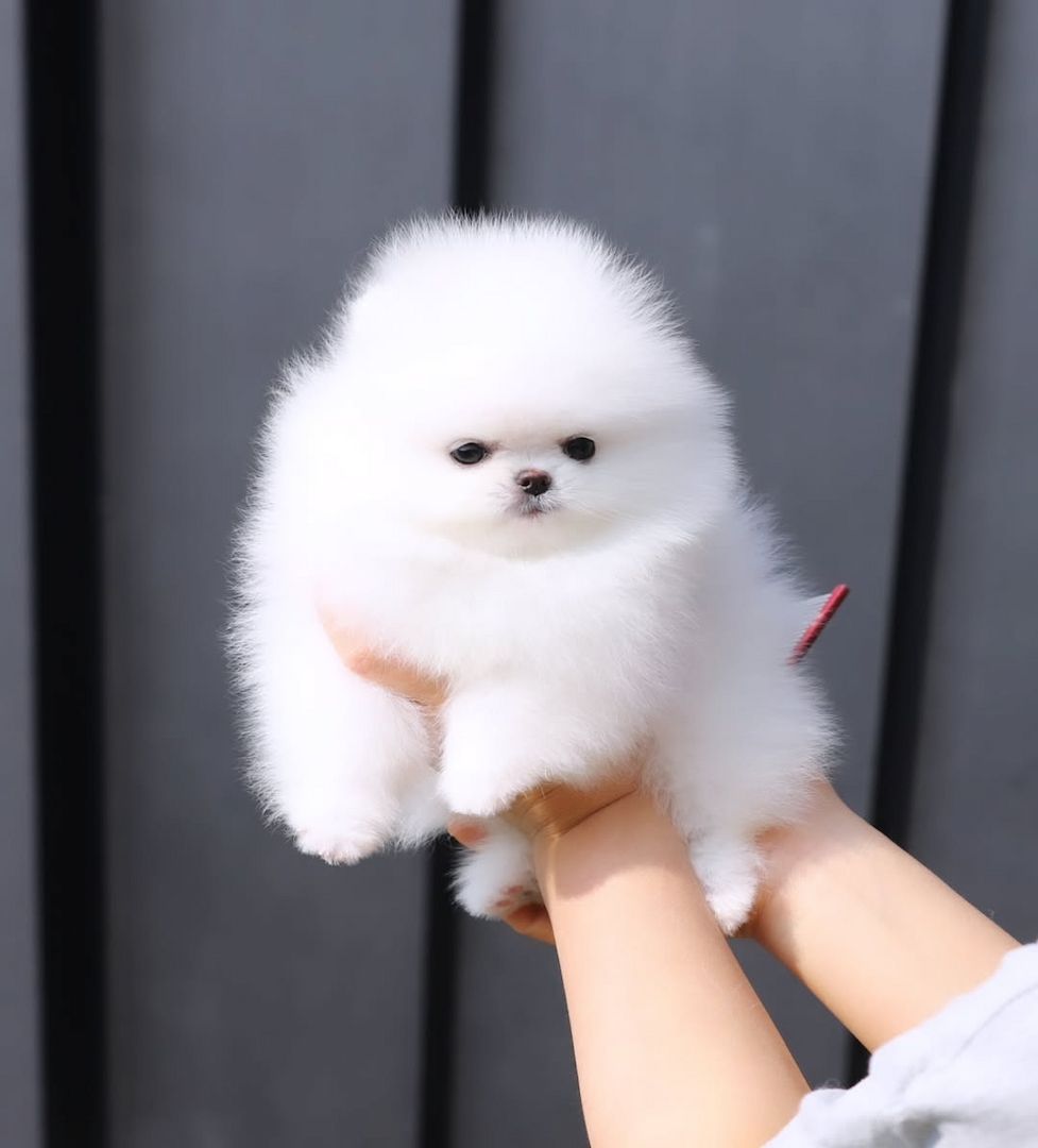 Pomeranian Spitz 1