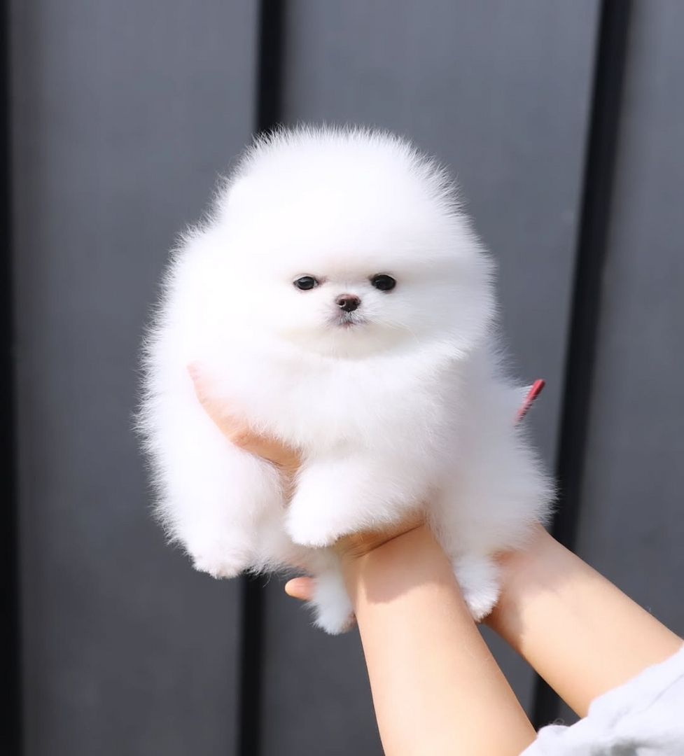 Pomeranian Spitz 1