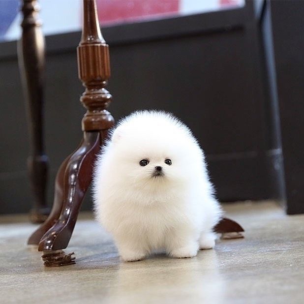 Mini-Zwergspitz-Pomeranian-Welpen