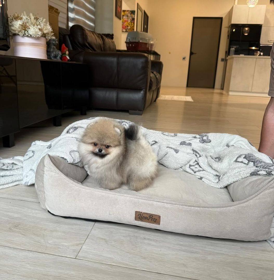 Mini-Pomeranian-Welpen