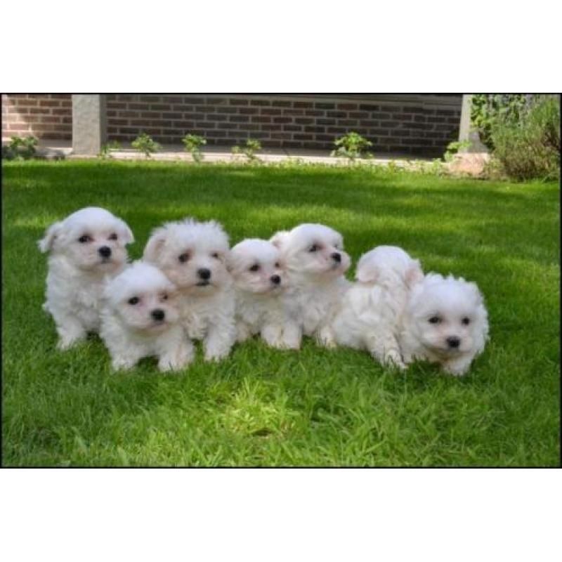 Maltipoo Welpen