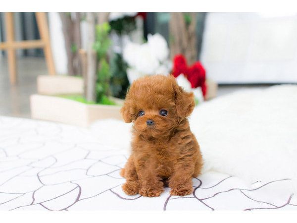 Maltipoo Welpen