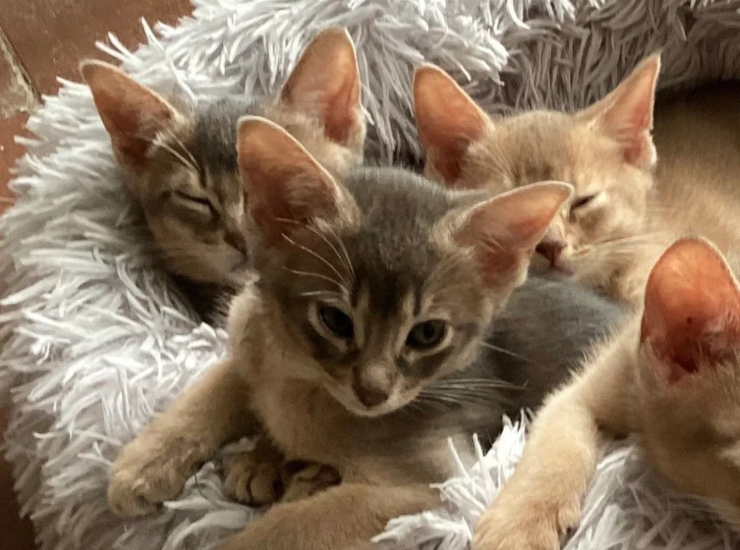 Wunderschöne Abessinierkätzchen zu verkaufen