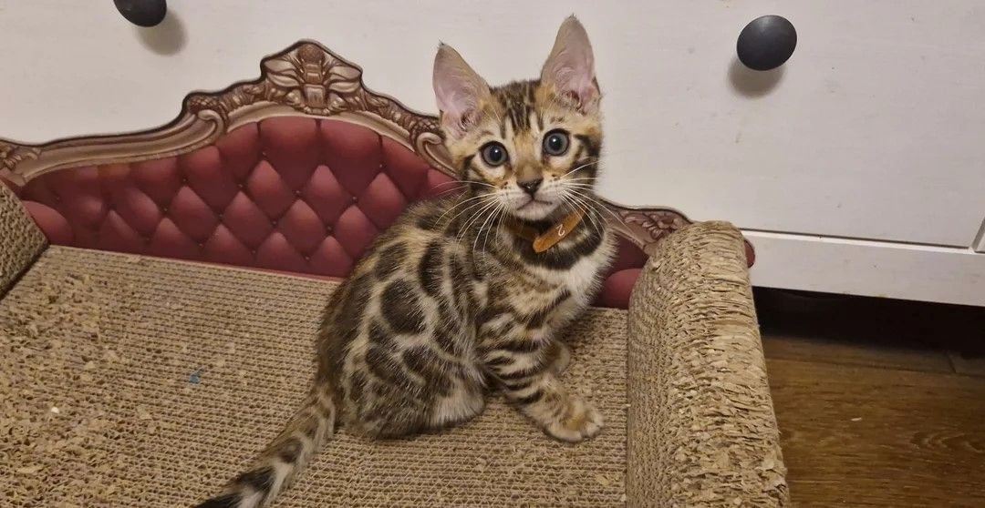 Wunderschöne Kätzchen 🥰