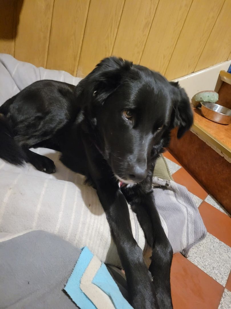 Anna, a.d.Tierschutz, unkompliziert, liebenswert