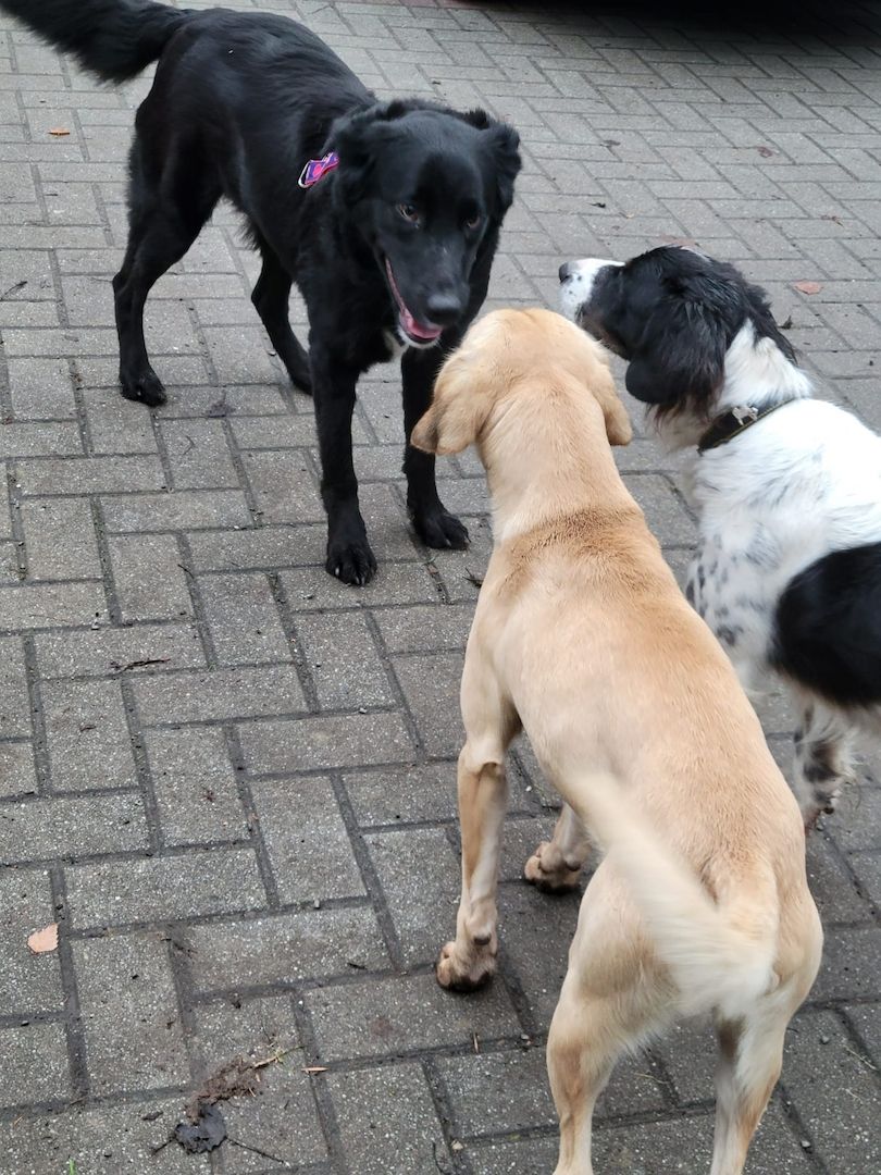 Anna, a.d.Tierschutz, unkompliziert, liebenswert