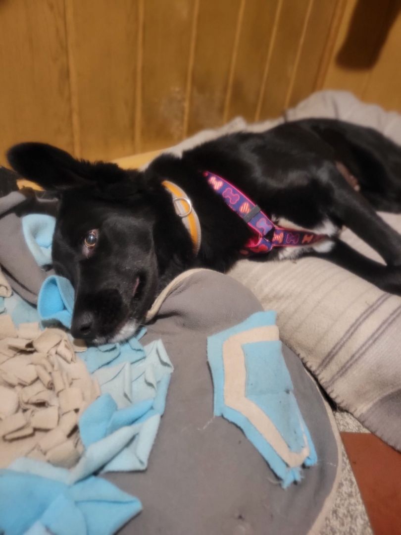 Anna, a.d.Tierschutz, unkompliziert, liebenswert