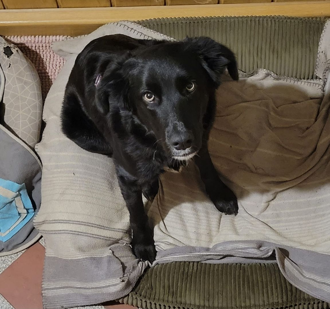 Anna, a.d.Tierschutz, unkompliziert, liebenswert