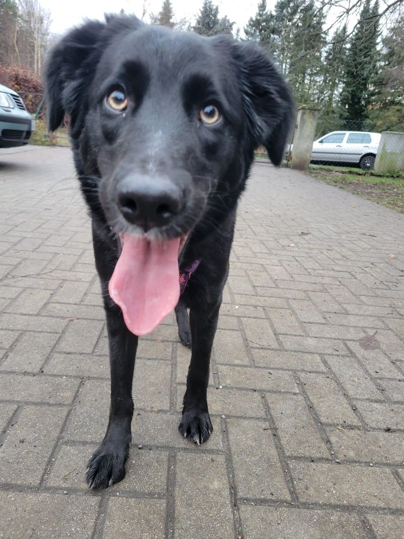 Anna, a.d.Tierschutz, unkompliziert, liebenswert