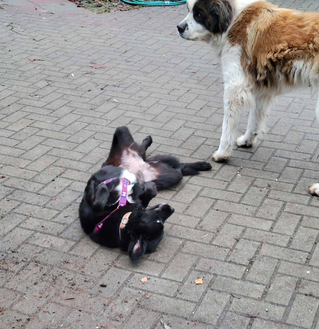 Anna, a.d.Tierschutz, unkompliziert, liebenswert