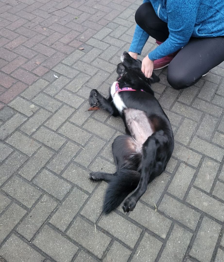 Anna, a.d.Tierschutz, unkompliziert, liebenswert