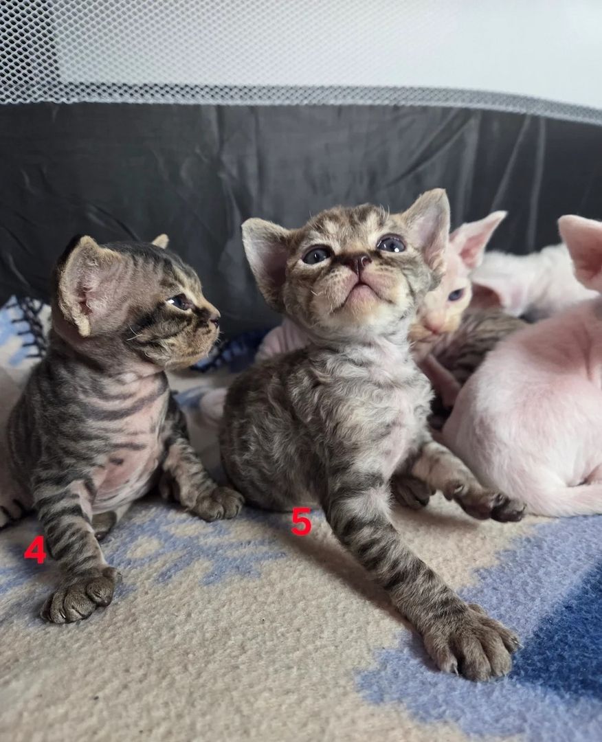 Wunderschöne Devon Rex-Kätzchen