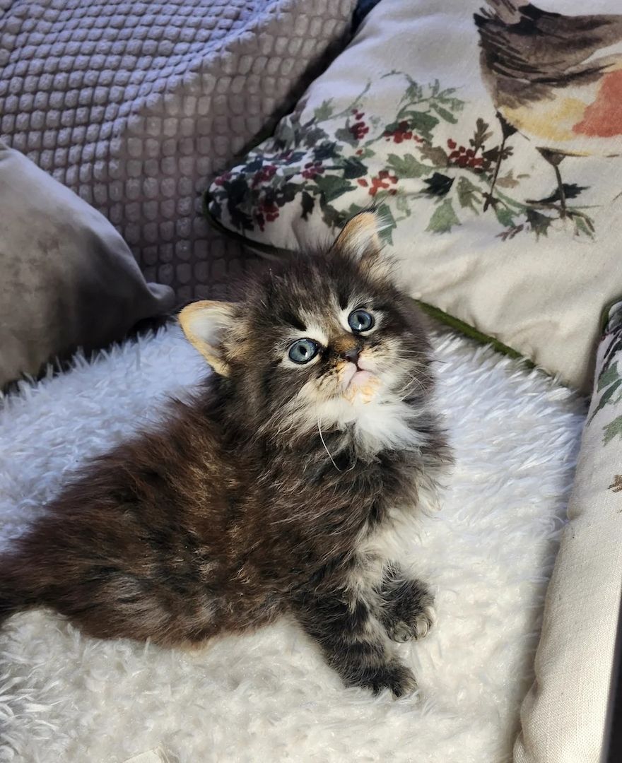 Maine-Coon-Kätzchen sind absolut hinreißend.