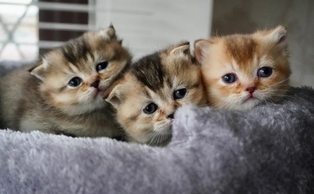 Munchkin kittens